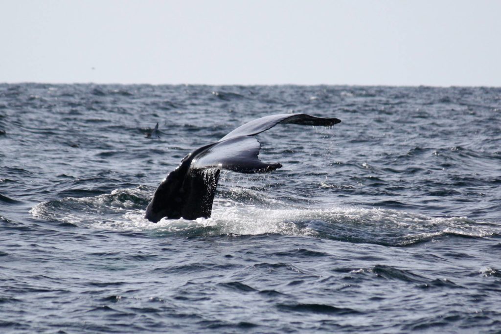Humpback whale flukes in Mass Bay - way better than summer camp aboard the schooner Roseway | RealLifeWithDad