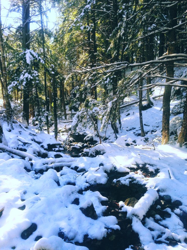 Snowy woods in Maine | Reallifewithdad.com