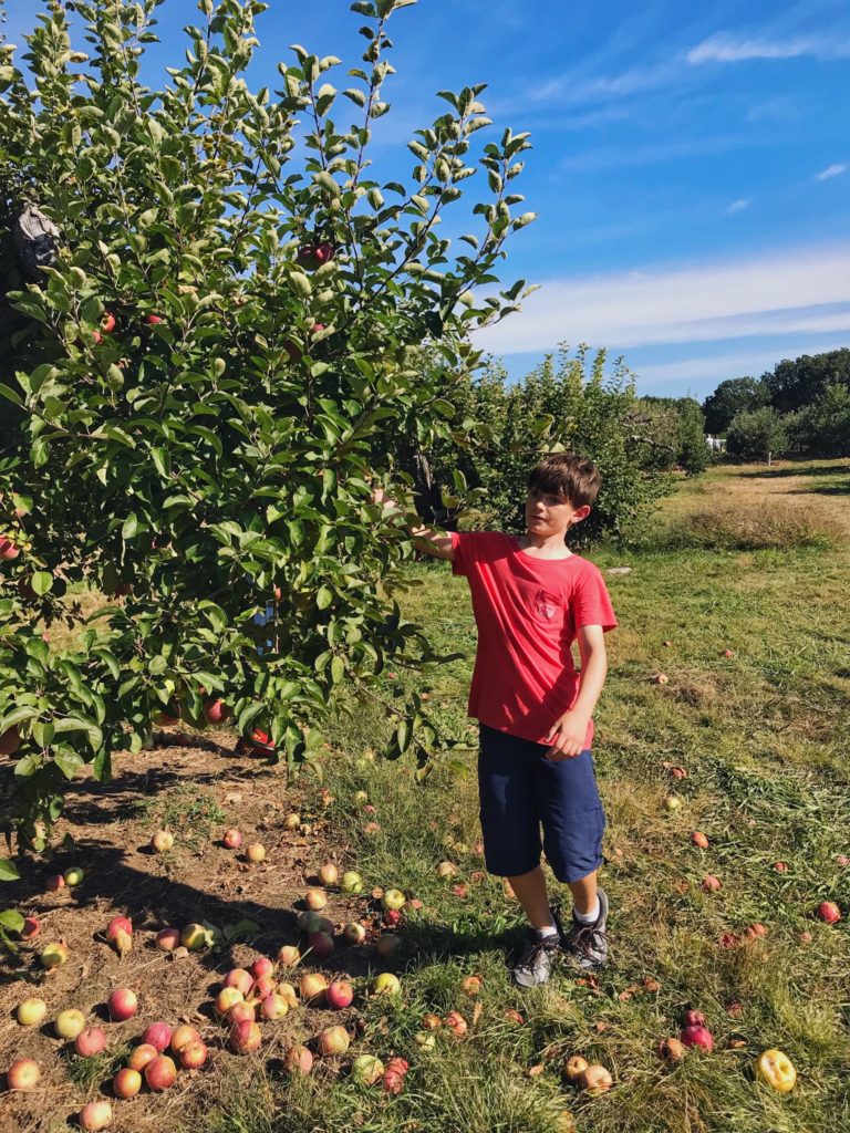 apple picking at russell orchards